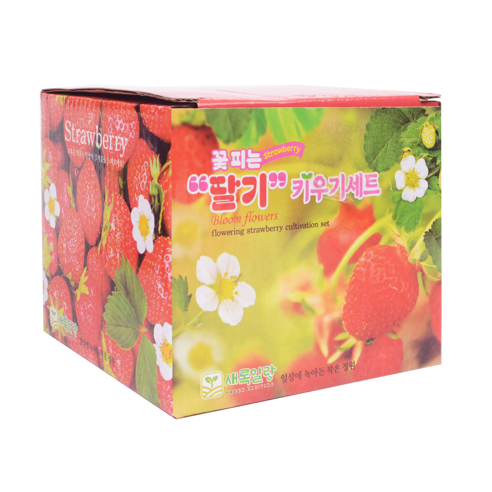 에코가든 꽃피는 딸기 재배세트 (1p) 식물키우기 식물재배키트